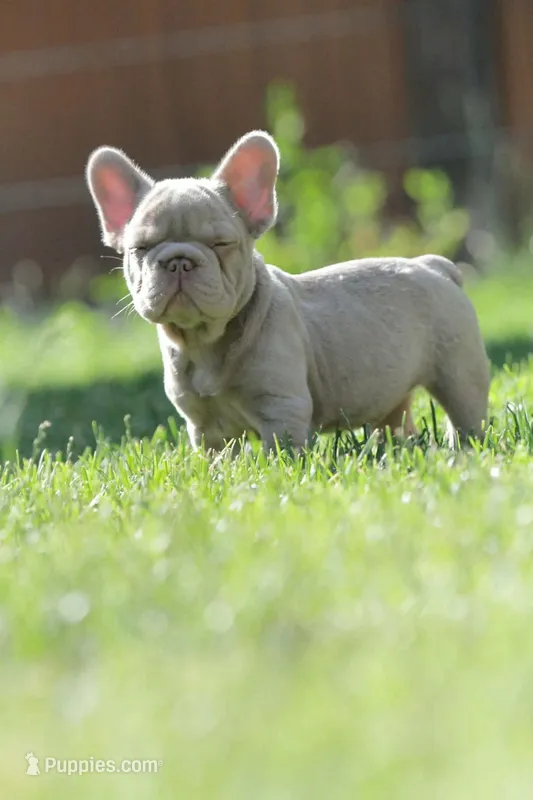 Chanel  – French Bulldog puppy for sale in Miami, OK
