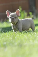 Chanel , a female French Bulldog for sale in Miami, OK – 1 of 10