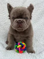 Bella solid chocolate , a female French Bulldog for sale in Miami, OK – 2 of 5
