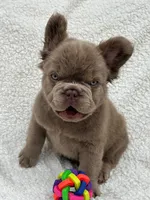 Bella solid chocolate , a female French Bulldog for sale in Miami, OK – 3 of 5