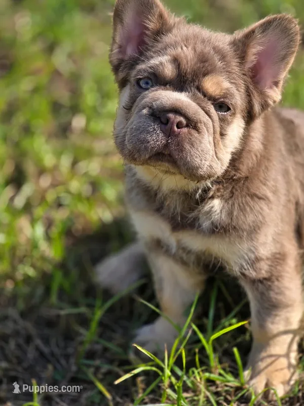 Toast  – French Bulldog puppy for sale in Miami, OK