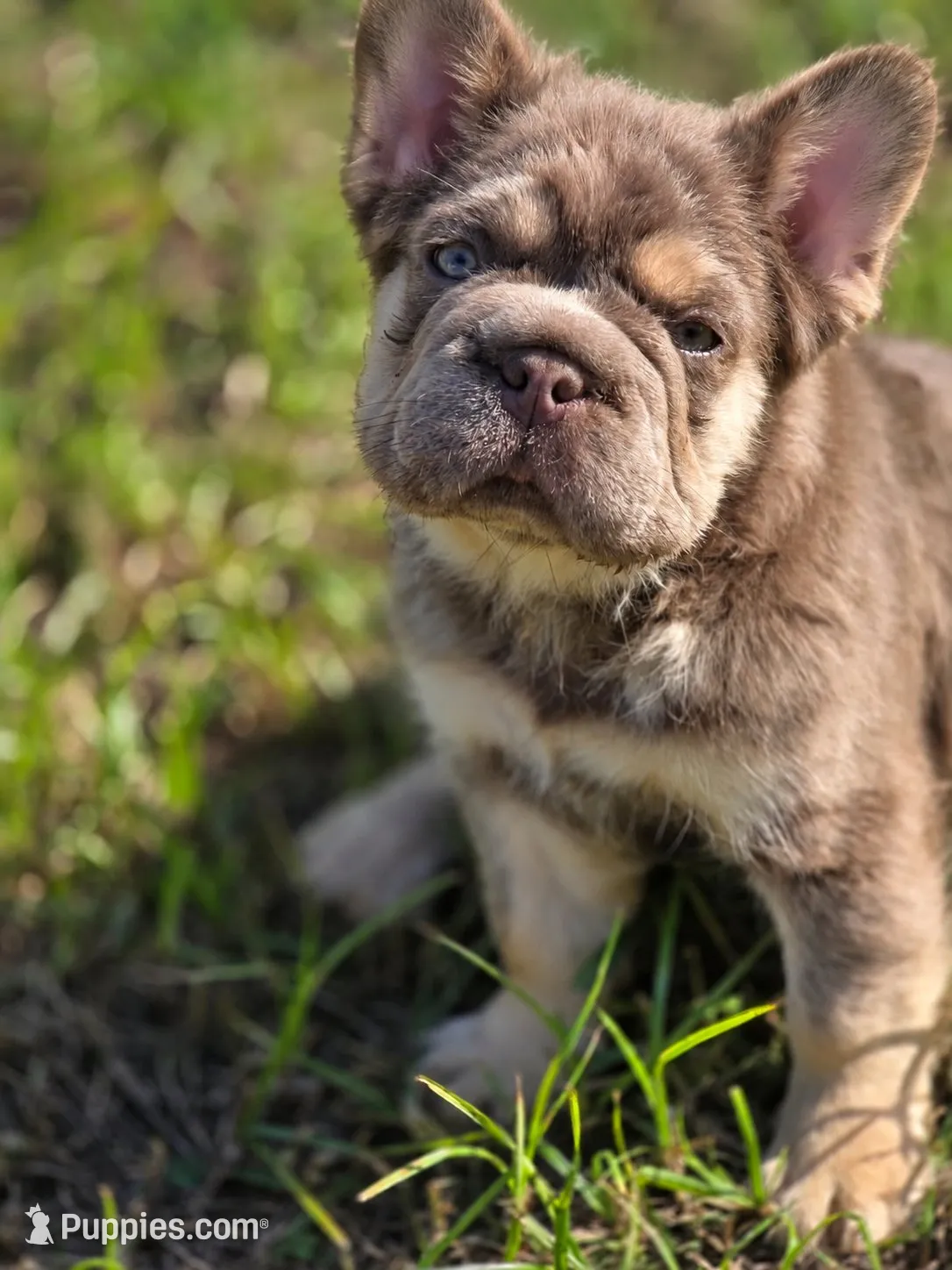 Isabella and tan gorgeous boy, a male French Bulldog for sale in Miami, OK – 1 of 9