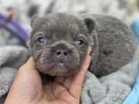 Lilac and tan fluffy female , a female French Bulldog for sale in Miami, OK – 10 of 10
