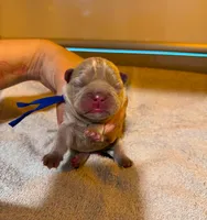 FLUFFY isabella male , a male French Bulldog for sale in Miami, OK – 5 of 9