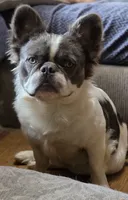 Koda , a male French Bulldog for sale in Miami, OK – 6 of 10
