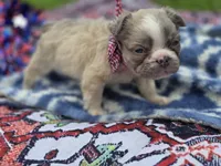 Lilac fluffy male , a male French Bulldog for sale in Miami, OK – 9 of 9