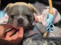 Rose 🌹 , a female French Bulldog for sale in Miami, OK – 5 of 6
