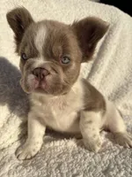 Annie isabella FLUFFY , a female French Bulldog for sale in Miami, OK – 4 of 10