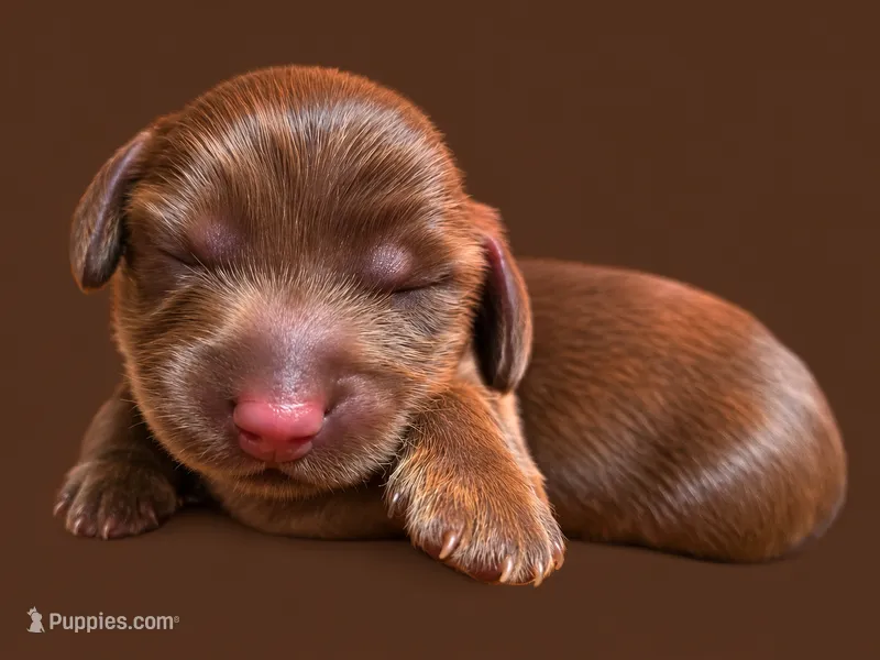Mini long haired male , a male Miniature Dachshund for sale in Miami, OK – 1 of 3