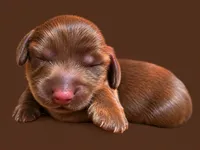 Mini long haired male , a male Miniature Dachshund for sale in Miami, OK – 1 of 3