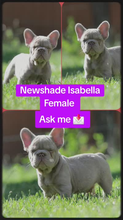 Chanel Newshade Isabella , a female French Bulldog for sale in Miami, OK – 5 of 5