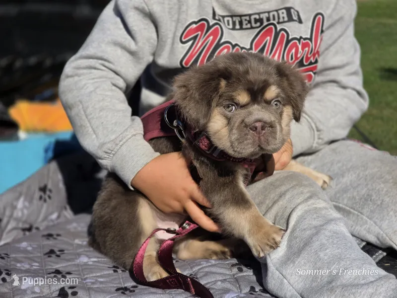 Toast  – French Bulldog puppy for sale in Miami, OK