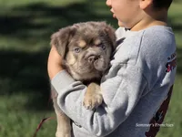Isabella and tan gorgeous boy, a male French Bulldog for sale in Miami, OK – 8 of 9