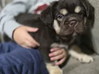 Bruno , a male French Bulldog for sale in Miami, OK – 2 of 5