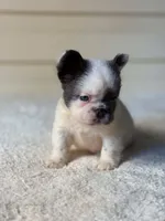 Smurf , a male French Bulldog for sale in Miami, OK – 3 of 4