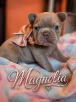 Magnolia , a female French Bulldog for sale in Miami, OK – 2 of 8