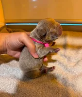 Fluffy Rojo Female 💜 , a female French Bulldog for sale in Miami, OK – 2 of 9