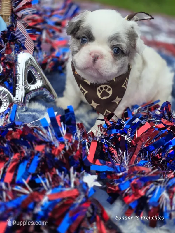 Black and white pied Merle fluffy male – French Bulldog puppy for sale in Miami, OK