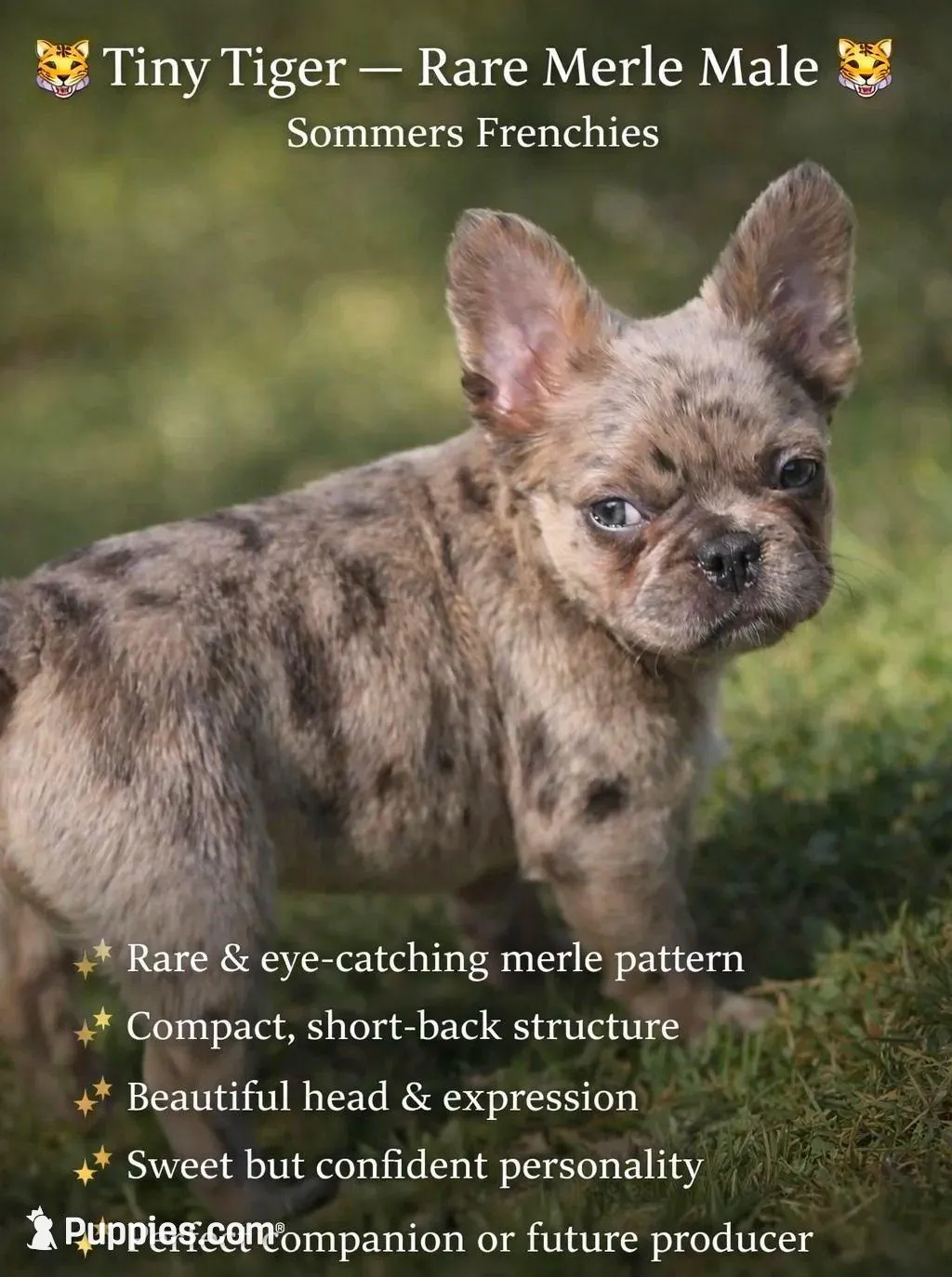 Merle fluffy Male  – French Bulldog puppy for sale in Miami, OK