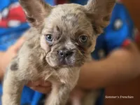 Merle fluffy Male , a male French Bulldog for sale in Miami, OK – Photo 7 of 8