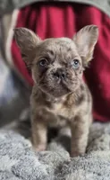 Merle fluffy Male , a male French Bulldog for sale in Miami, OK – Photo 2 of 8