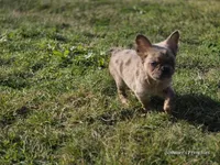 Merle fluffy Male , a male French Bulldog for sale in Miami, OK – Photo 8 of 8