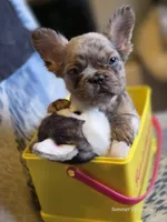 Merle fluffy Male , a male French Bulldog for sale in Miami, OK – Photo 6 of 8