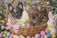 Merle fluffy Male , a male French Bulldog for sale in Miami, OK – Photo 4 of 8