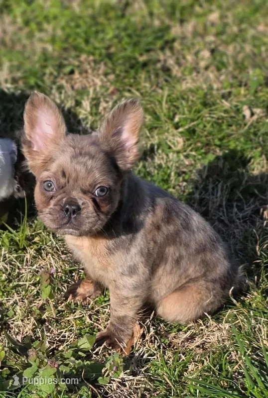 Merle fluffy Male  – French Bulldog puppy for sale in Miami, OK