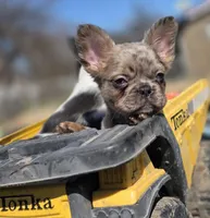 Merle fluffy Male , a male French Bulldog for sale in Miami, OK – Photo 3 of 8