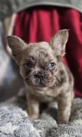 Merle fluffy Male , a male French Bulldog for sale in Miami, OK – Photo 1 of 8