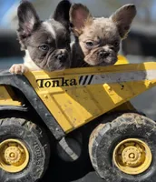 Merle fluffy Male , a male French Bulldog for sale in Miami, OK – Photo 5 of 8