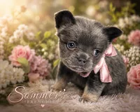 Lilac and tan fluffy female 🥰, a female French Bulldog for sale in Miami, OK – 4 of 10