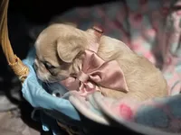 Rose 🌹 , a female French Bulldog for sale in Miami, OK – 6 of 6