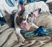 Riot , a male French Bulldog for sale in Miami, OK – 4 of 5