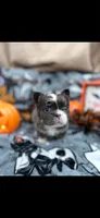 Dehlia , a female French Bulldog for sale in Miami, OK – 2 of 2