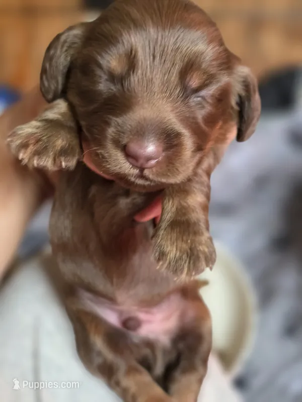 Mini-long haired male  – Miniature Dachshund puppy for sale in Miami, OK