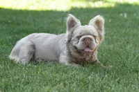 Kingston, a male French Bulldog for sale in Miami, OK – 3 of 7