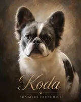 Koda , a male French Bulldog for sale in Miami, OK – 9 of 10