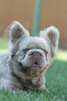Kingston, a male French Bulldog for sale in Miami, OK – 5 of 7
