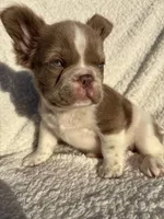 Annie isabella FLUFFY , a female French Bulldog for sale in Miami, OK – 3 of 10
