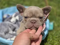 Magnolia , a female French Bulldog for sale in Miami, OK – 7 of 8
