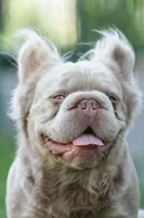 Chanel , a female French Bulldog for sale in Miami, OK – 8 of 10