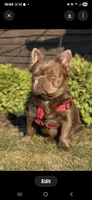 Fluffy Rojo Female 💜 , a female French Bulldog for sale in Miami, OK – 4 of 9