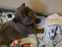 Solid rojo female fluffy, a female French Bulldog for sale in Miami, OK – Photo 4 of 9