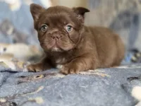 Fluffy Female 💜🩷, a female French Bulldog for sale in Miami, OK – Photo 5 of 8