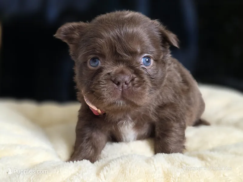 Fluffy Female 💜🩷 – French Bulldog puppy for sale in Miami, OK