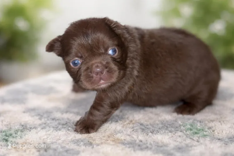 Solid rojo female fluffy – French Bulldog puppy for sale in Miami, OK