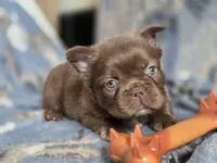 Fluffy Female 💜🩷, a female French Bulldog for sale in Miami, OK – Photo 8 of 8