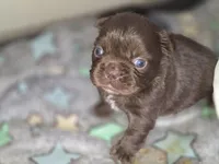 Solid rojo female fluffy, a female French Bulldog for sale in Miami, OK – Photo 7 of 9